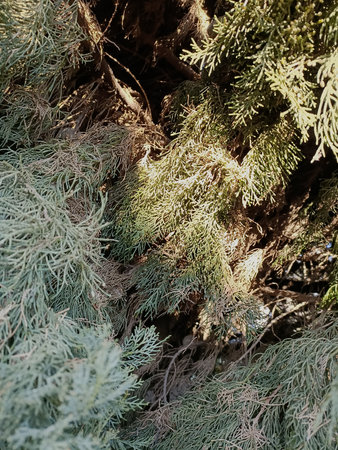 Close up view of the branches of a thuja tree.