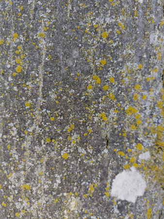 Texture of old wood with yellow lichen. Abstract background for design.の写真素材