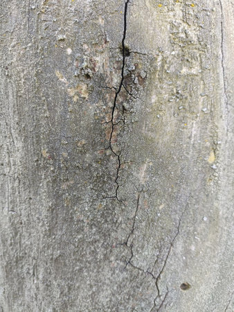 Closeup of old wood texture with cracks. Abstract background and texture for design.の写真素材