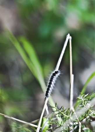 Closeup of moth caterpillar near its nestの写真素材
