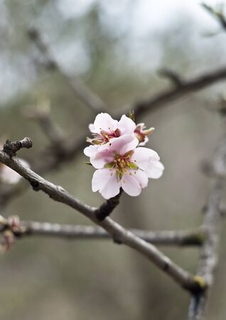 A closeup of an almond tree with white pink flowers with branchesの写真素材