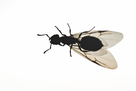 behind fly on white background. close-upの写真素材