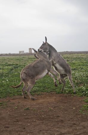 struggle between two donkeys with surrounding greenの写真素材
