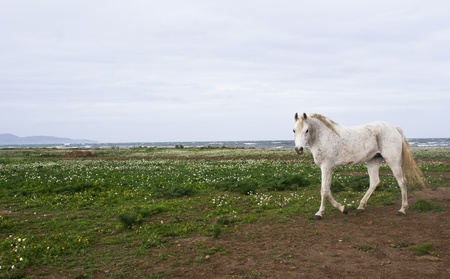 white horse with ocean backgroundの写真素材