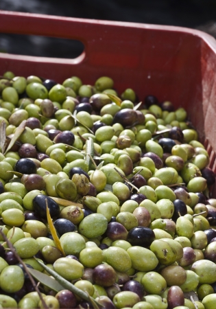 Olives in the box ready to grindのeditorial素材