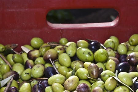 Detail of sicilian olives in the box.の写真素材