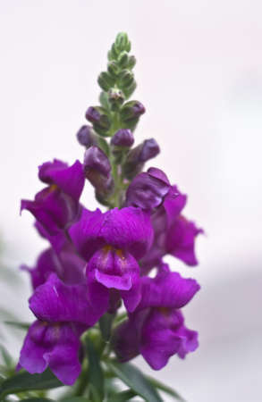 Purple Colored Snapdragon  on White Backgroundの写真素材