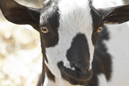 Portrait of a black and white goatの写真素材