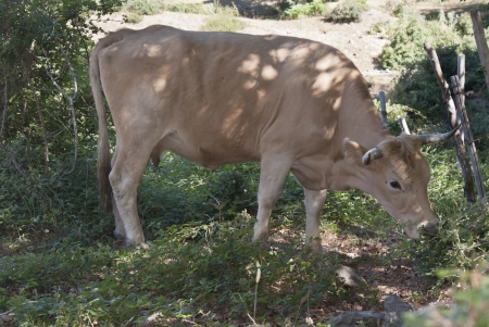 Cow eating grass on a Nebrodi mountainの写真素材