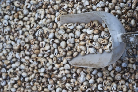 Lots of pile snails from an Italian market.の写真素材