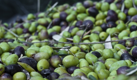 Freshly picked olives and leavesの写真素材