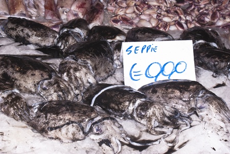 cuttlefish for sale at the local market in palermoのeditorial素材