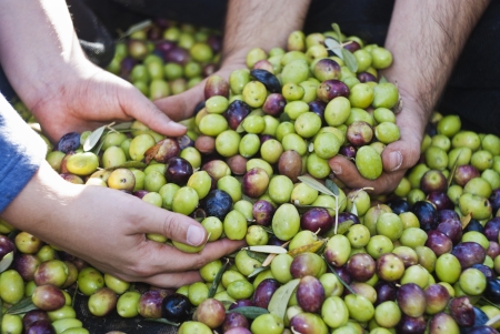 These hands are checking the olive harvest.Olives picking in Sicily- Italyの写真素材