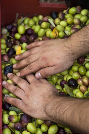 These hands are checking the olive harvest.Olives picking in Sicily- Italyの写真素材