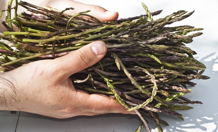Fresh asparagus in his hands after the harvestの写真素材