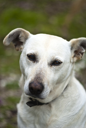 white expressive dog outdoorの写真素材