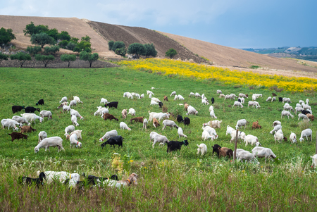 A flock of sheep grazes on a green field somewhere in Sicily, Italy.の写真素材