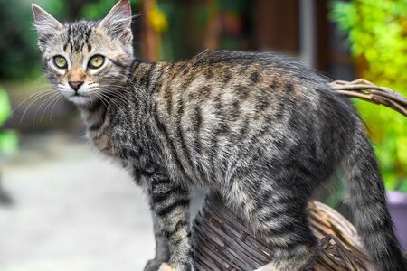 portrait of a beautiful cat bengal.closeupの写真素材