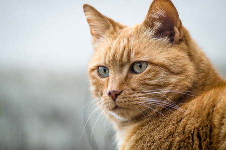 Red tabby cat close up. Ginger domestic kittenの写真素材