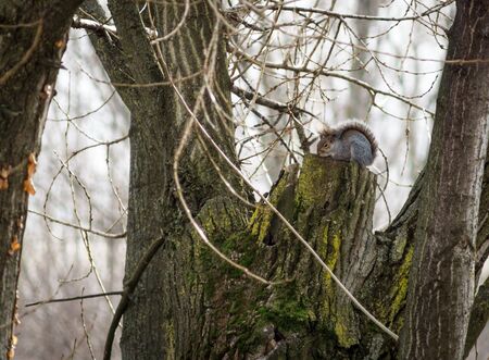 A grey squirrel resting on a tree trunk.の写真素材