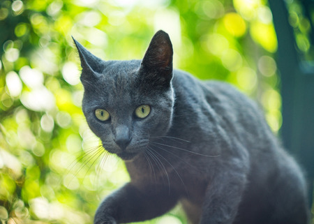 The cute gray cat.closeup
