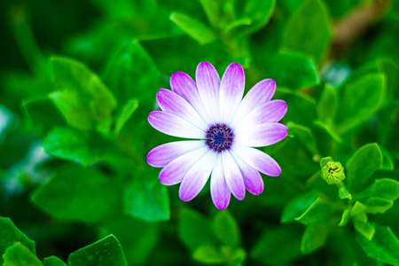 Purple Daisy in a natural green background.closeupの写真素材