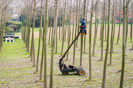 Pruning works on poplar trees using remote controlled truck, standing on a platform of a mechanical...