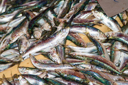 fresh sardines fish on the market.closeup