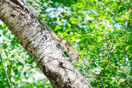 A grey squirrel running on a tree.closeupの写真素材