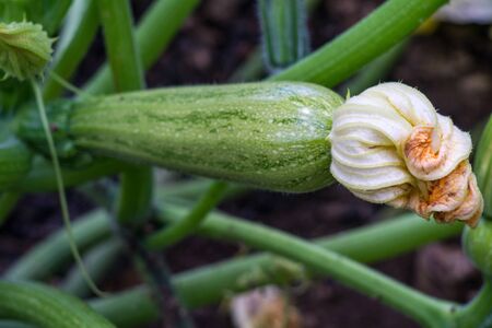 Zucchini plant. Zucchini flower. Green vegetable marrow growing on bush. focus on flowerの写真素材