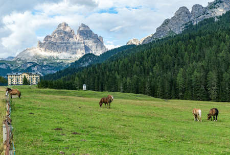 horses on the farm in the dolomites mountain, Italyのeditorial素材
