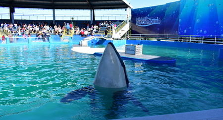 Miami, Florida - USA - January 08, 2016:Killer Whale show at Seaquariumのeditorial素材