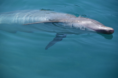Miami, Florida - USA - January 08, 2016: Flipper  "Dolphin Love"のeditorial素材