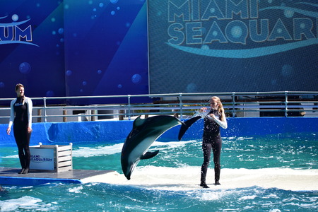Miami, Florida - USA - January 08, 2016:Miami, Florida - USA - January 08, 2016:The white dolphin Showのeditorial素材