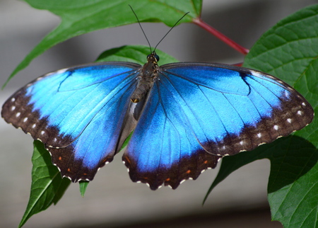 Common Morpho - This photo was taken at botanical garden in Illinois