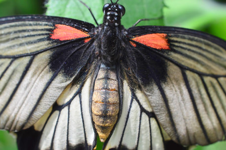 Ruby-spotted Swallowtail Butterfly  closeup - This photo was taken at botanical garden in Illinois