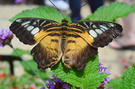 Clipper Butterfly - This photo was taken at botanical garden in Illinois