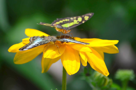 Sunflower and Butterflies - This photo was taken at botanical garden in Illinoisの写真素材
