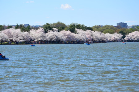 Washignton DC, Columbia, USA - April 11, 2015: The cherry blossoms around the Tidal Basinのeditorial素材