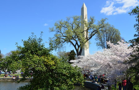 Washignton DC, Columbia, USA - April 11, 2015: The cherry trees in full bloom and the Washington Monumentのeditorial素材