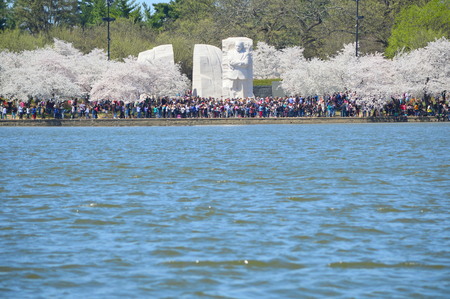 Washignton DC, Columbia, USA - April 11, 2015: Cherry Blossoms on the Tidal Basinのeditorial素材