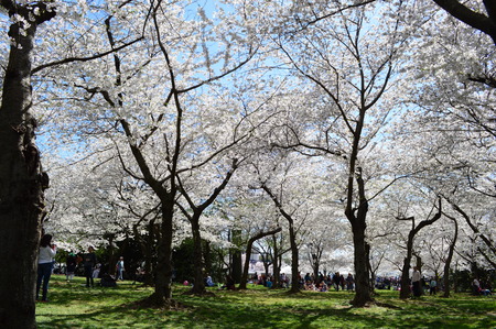 Washignton DC, Columbia, USA - April 11, 2015: Early blooming Cherry Blossoms in Washingtonのeditorial素材