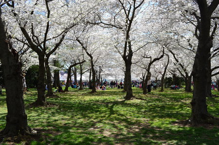 Washignton DC, Columbia, USA - April 11, 2015: Peak Cherry Blossom Bloom In DCのeditorial素材
