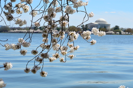 Washignton DC, Columbia, USA - April 11, 2015: Jefferson Memorial cherry blossomsの写真素材