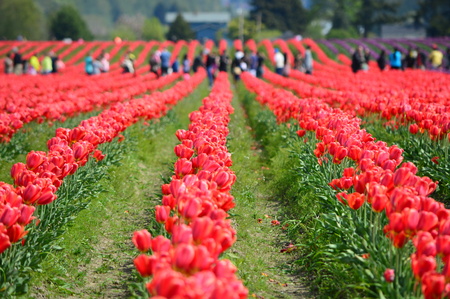 Red Tulips in Skagit Valley Tulip Fieldの写真素材