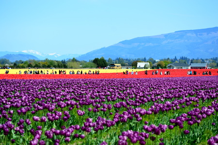 Colorful Tulips in Skagit Valley Tulip Fieldの写真素材