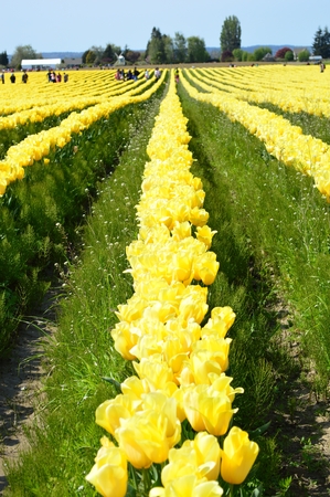 Skagit Valley agricultureの写真素材