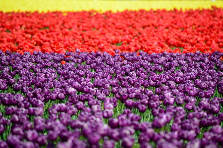 Tulip Colors in Skagit Valleyの写真素材