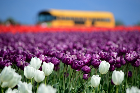 Spring in Skagit Valley Tulip Fieldの写真素材