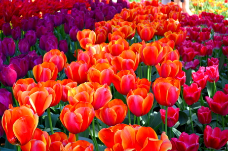 Bright Orange Tulipsの写真素材